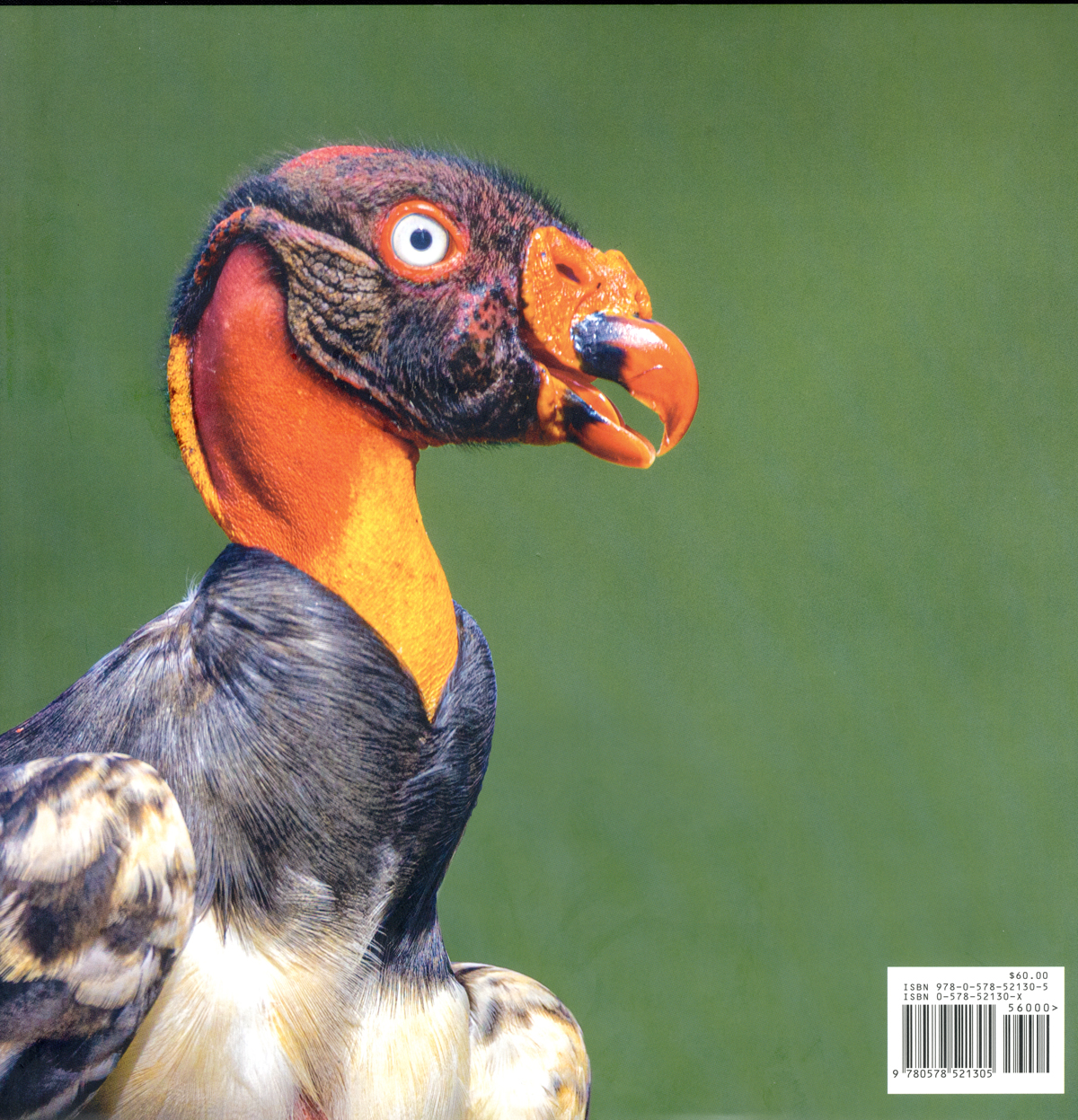 Bird Photo Art