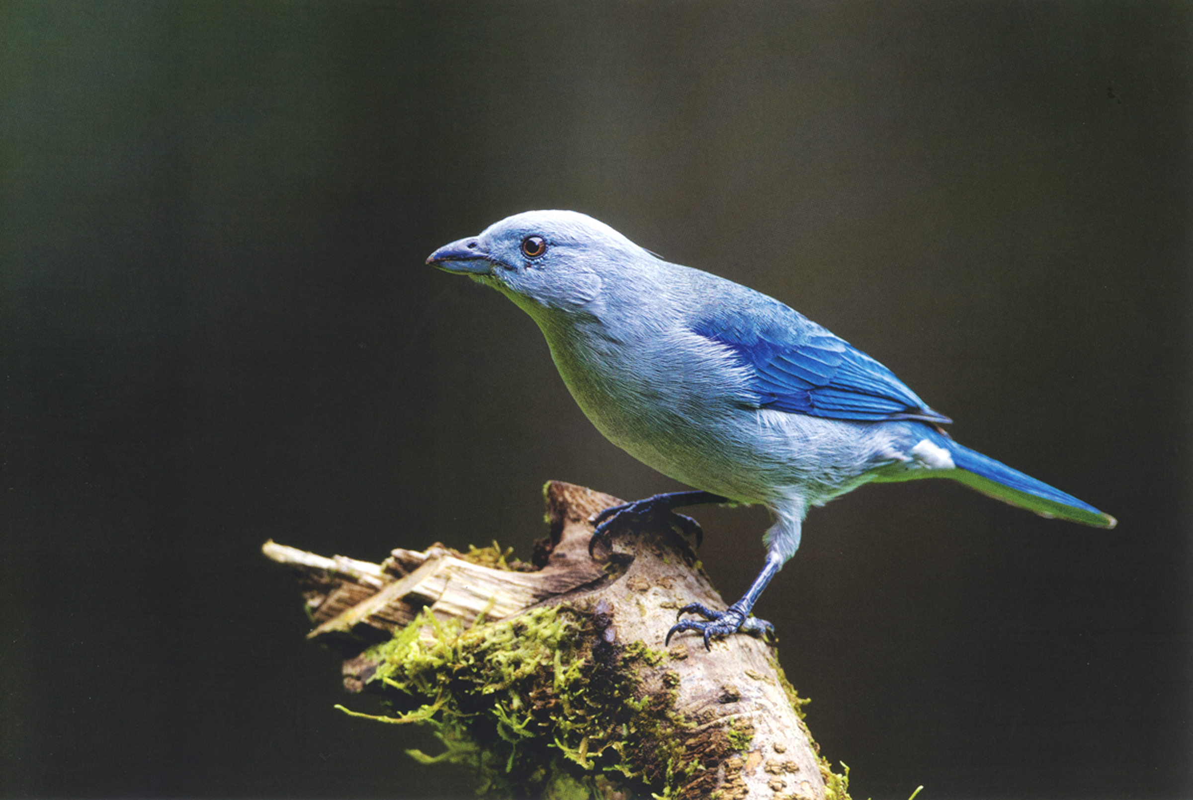 Bird Photo Art